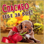 открытка спасибо с собакой