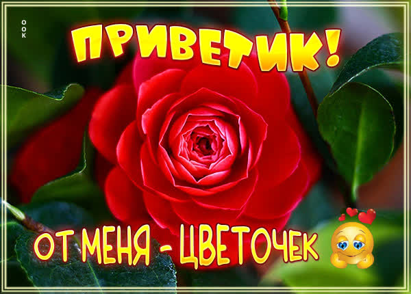 Postcard чудная картинка приветик от меня цветочек