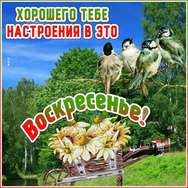 Postcard чудная картинка хорошего тебе настроения в это воскресенье