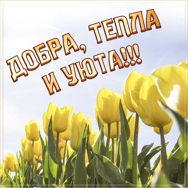 Открытка картинка желтые тюльпаны и пожелания