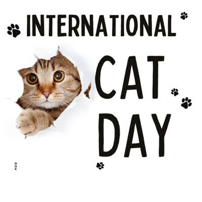 Picture international cat day