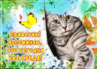 Postcard картинка чудесной среды с котиком