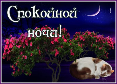 Картинка картинка спокойной ночи с кошкой
