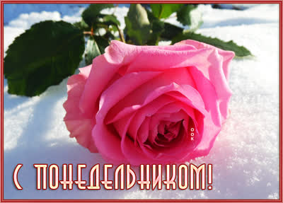 Picture милая картинка с розой на снегу