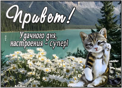 Postcard новая картинка привет с котиком