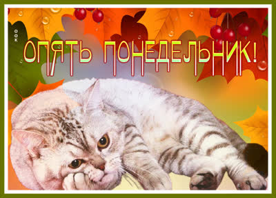 Picture открытка с понедельник с котиком