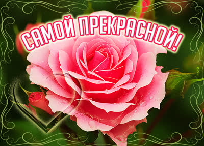 Picture открытка с розой от души