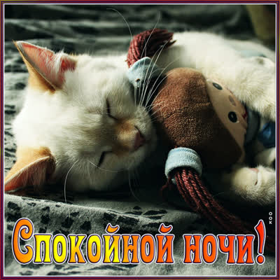 Postcard открытка спокойной ночи со спящим котиком